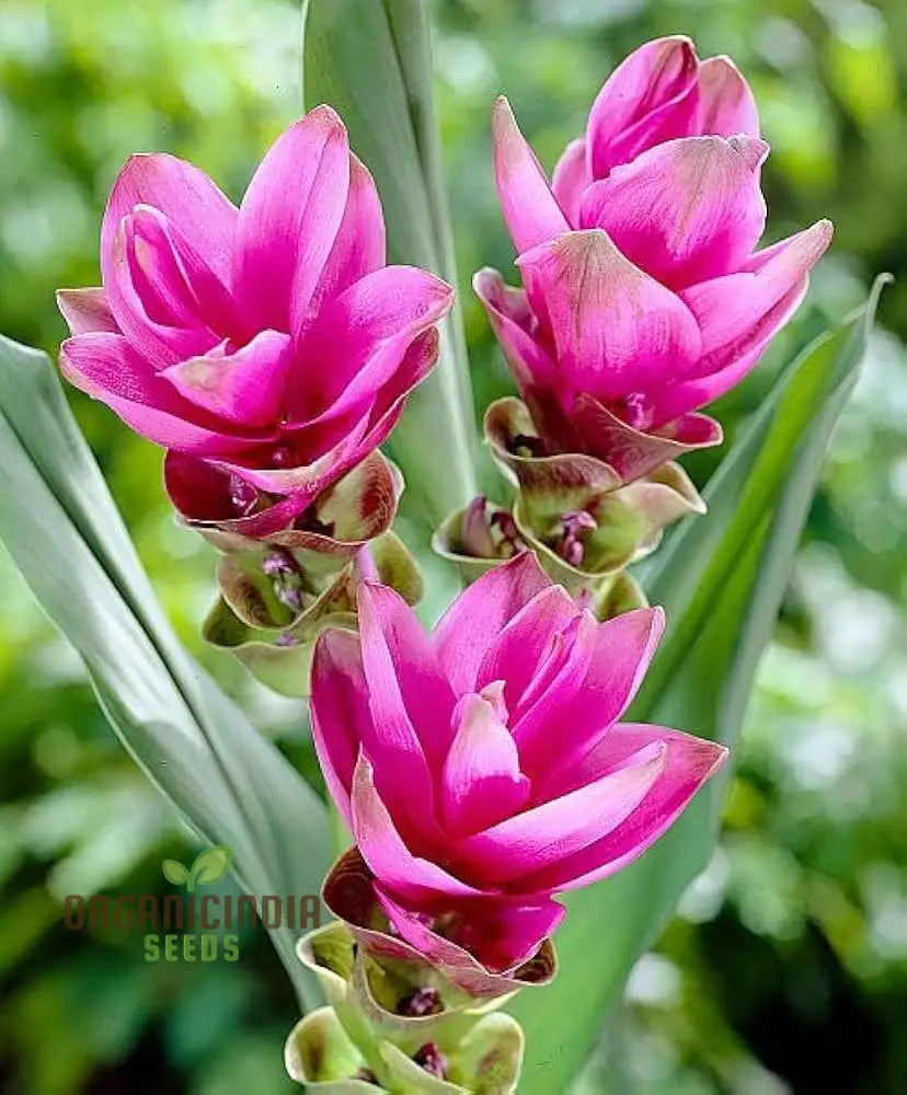 Tropical Curcuma seeds with vibrant pink flowers