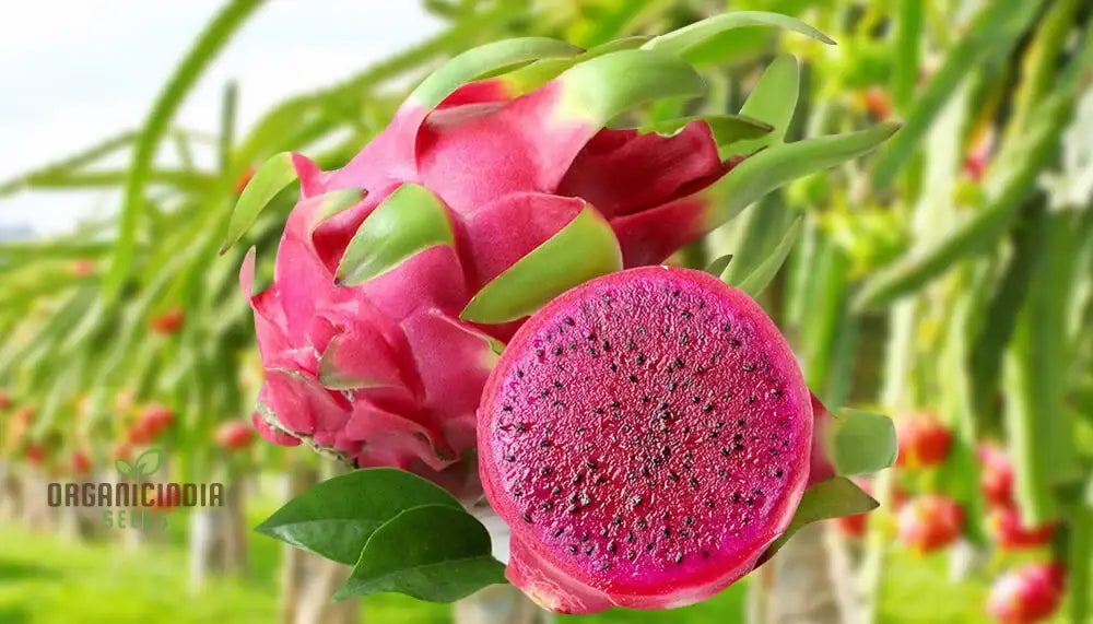 Tropical red dragon fruit plant grown from Non-GMO seeds