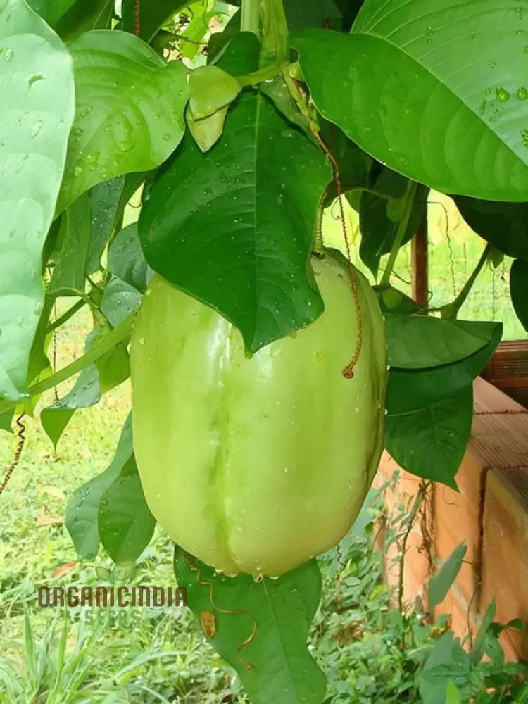 Tropical Giant Granadilla Seedlings and Planting Guide