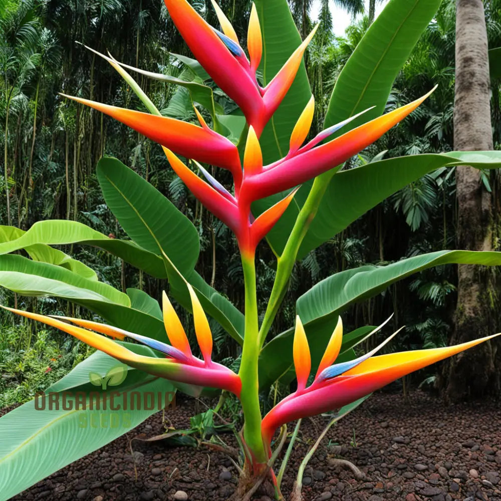 Tropical Heliconia Bird of Paradise Seeds for Outdoor Planting