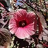 Tropical Hibiscus Acetosella Seeds for Landscaping