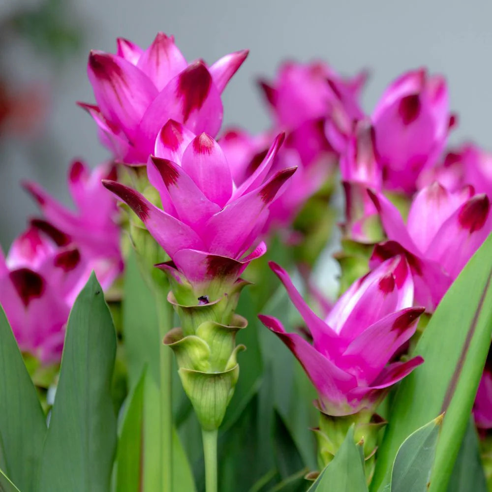 Curcuma seeds for tropical landscaping soft pink blooms
