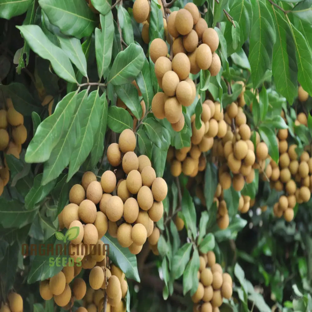 Tropical longan fruit tree seeds for home gardening and fruit harvests
