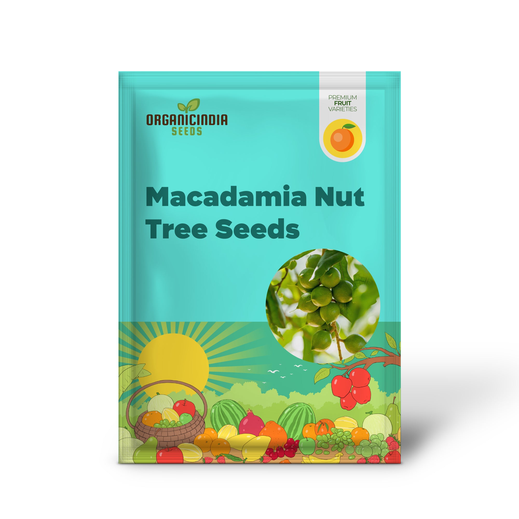 Tropical macadamia nut tree growing in orchard