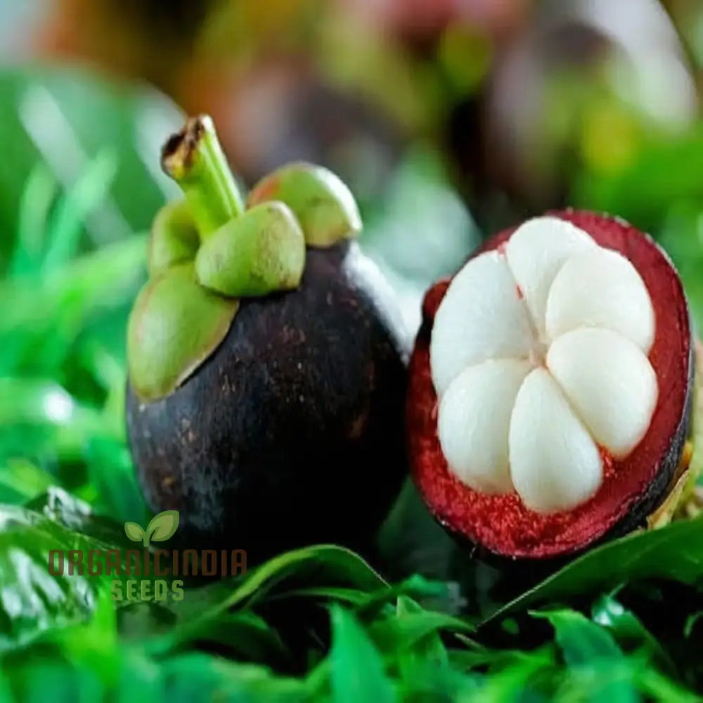 Tropical Mangosteen Seeds for Sale – Easy to Grow