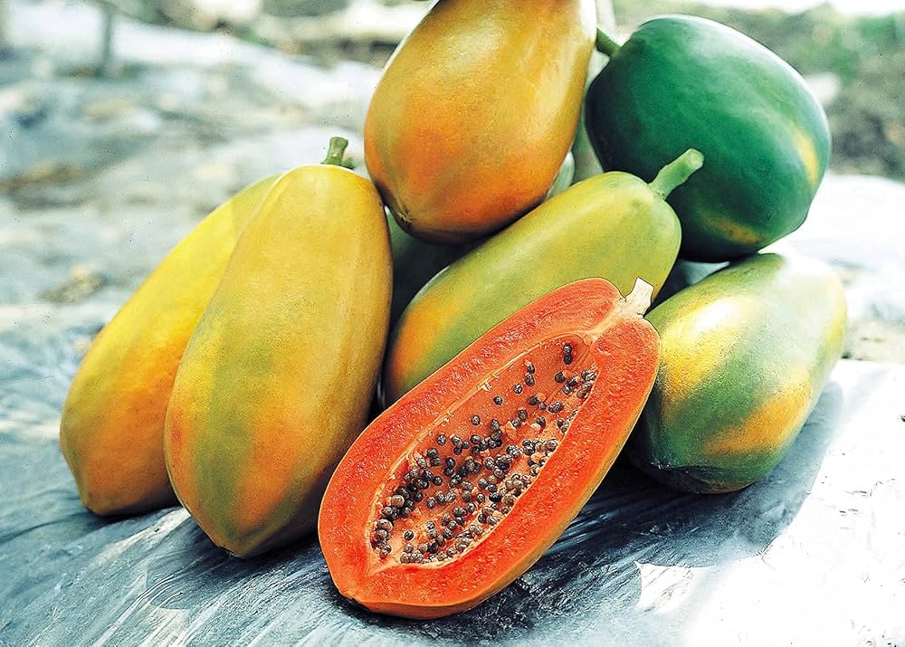 Tropical Papaya Seeds for Home Garden and Farm Cultivation