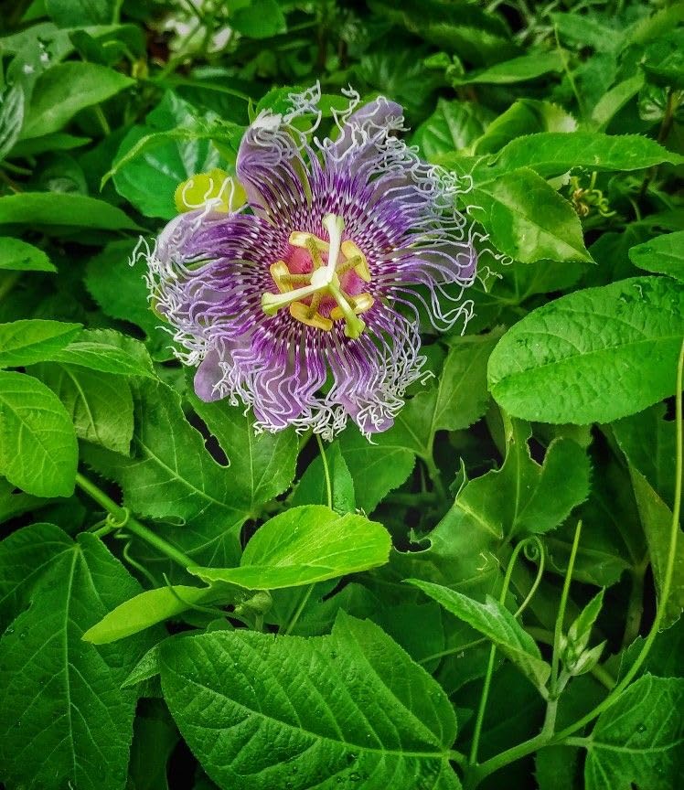 Tropical Passion Flower Seeds for Decorative Garden Planting