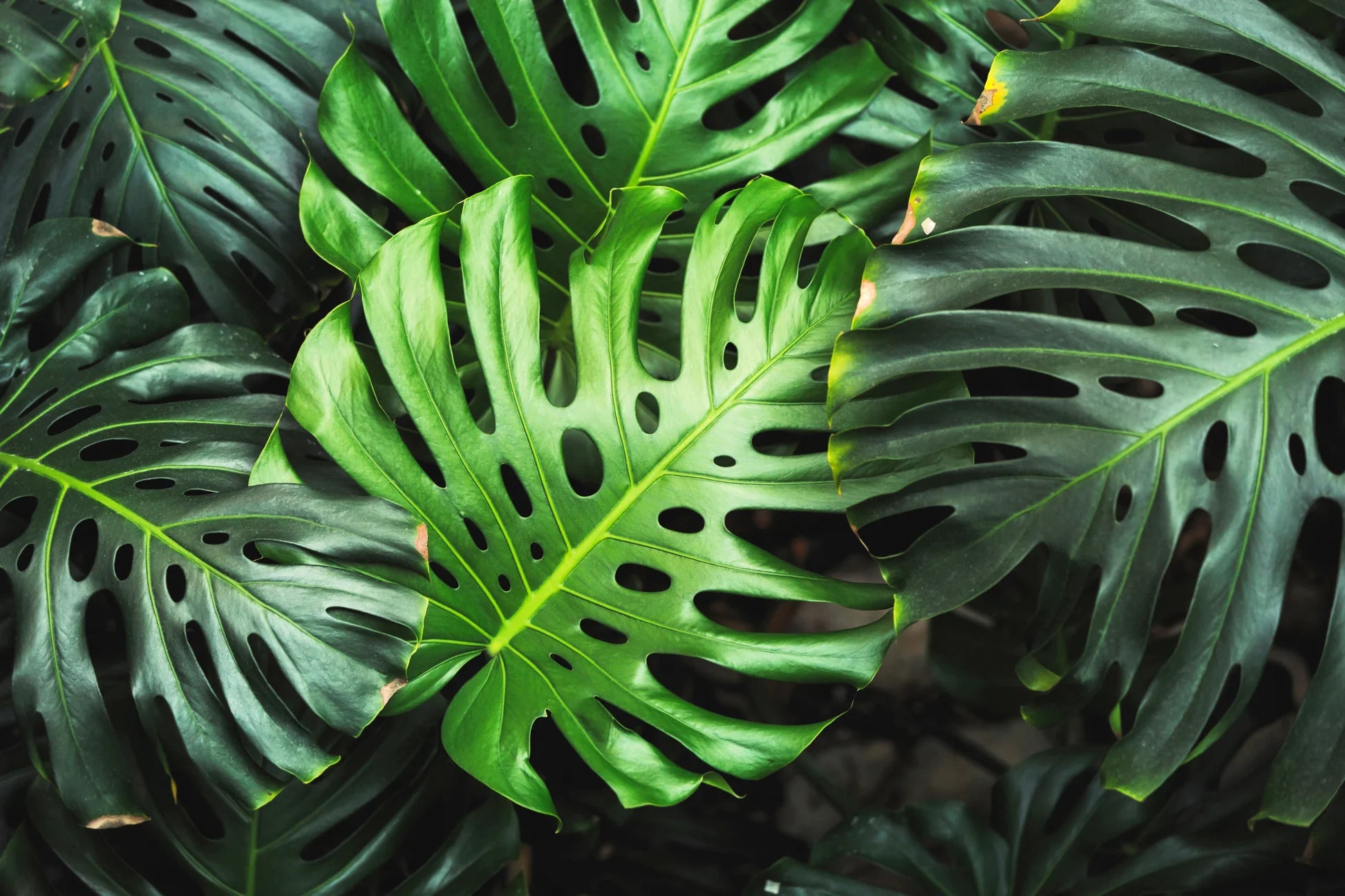 Tropical Philodendron Split Leaf Seeds for Lush Greenery