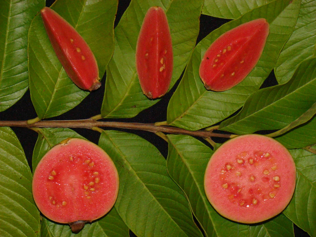 Tropical pink guava fruit tree seeds for home gardening
