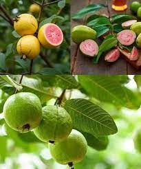 Tropical guava fruits growing on guava tree