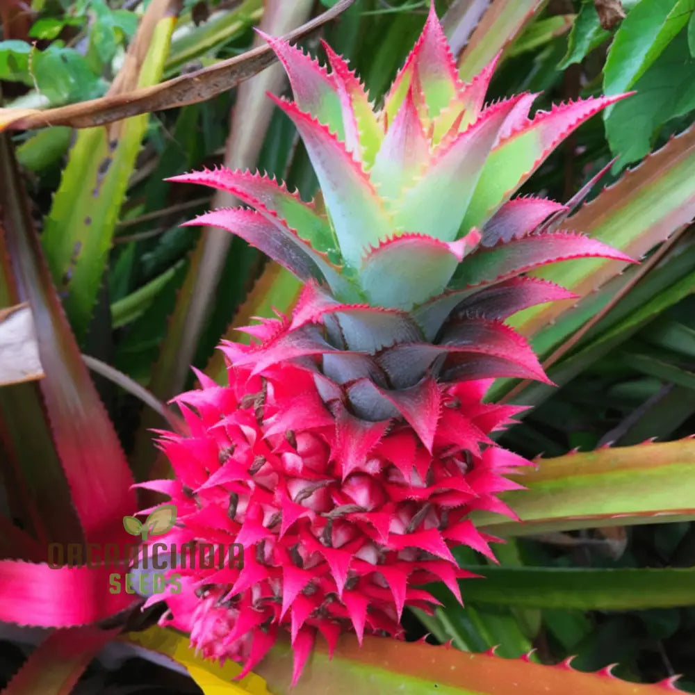 Tropical Pink Pineapple Seeds for Indoor and Outdoor Gardening