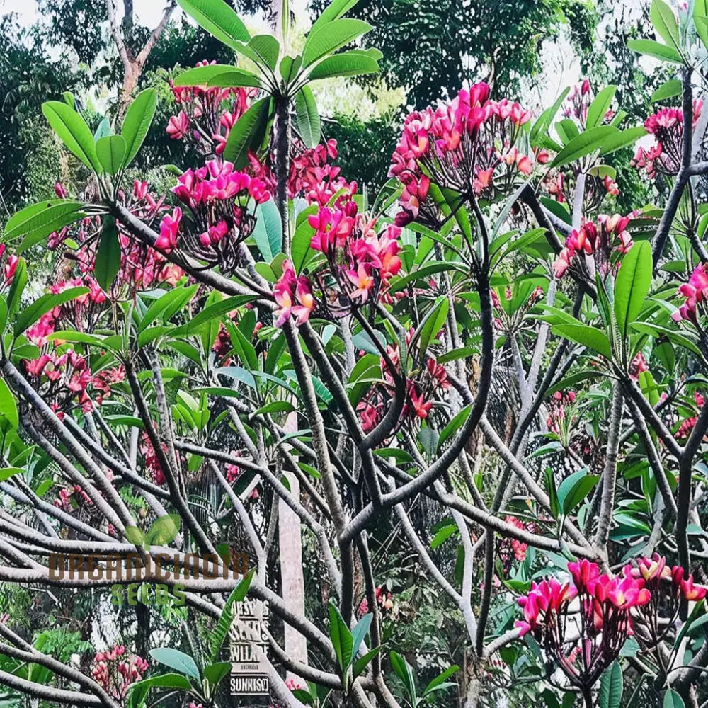 Tropical Plumeria Apricot Seeds for Home Garden Flowers