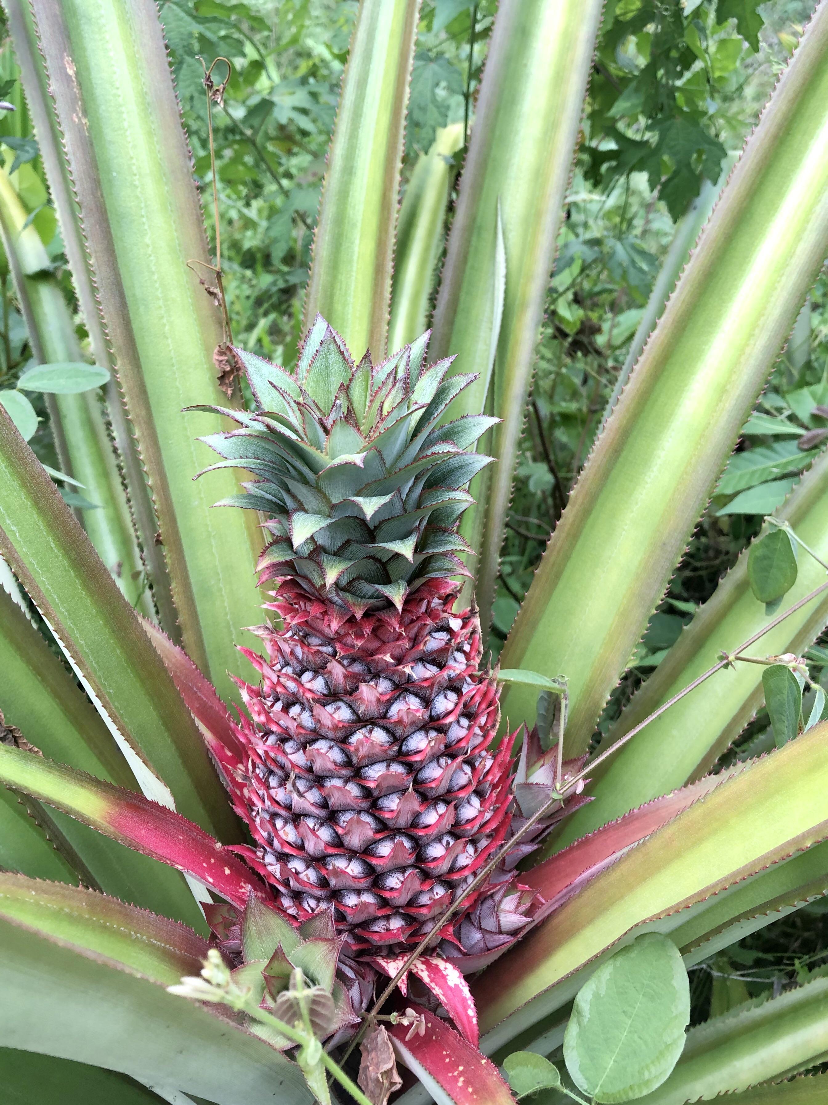 Tropical red pineapple fruit tree seeds for growing