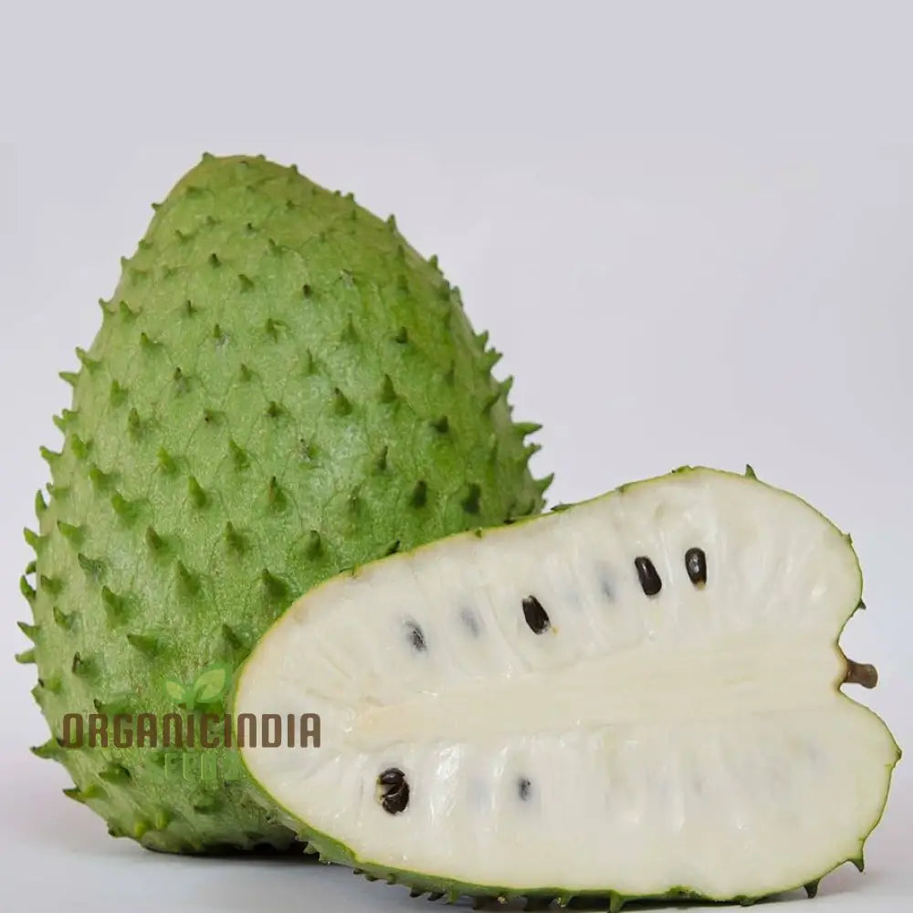 Tropical soursop tree seeds ideal for warm climates