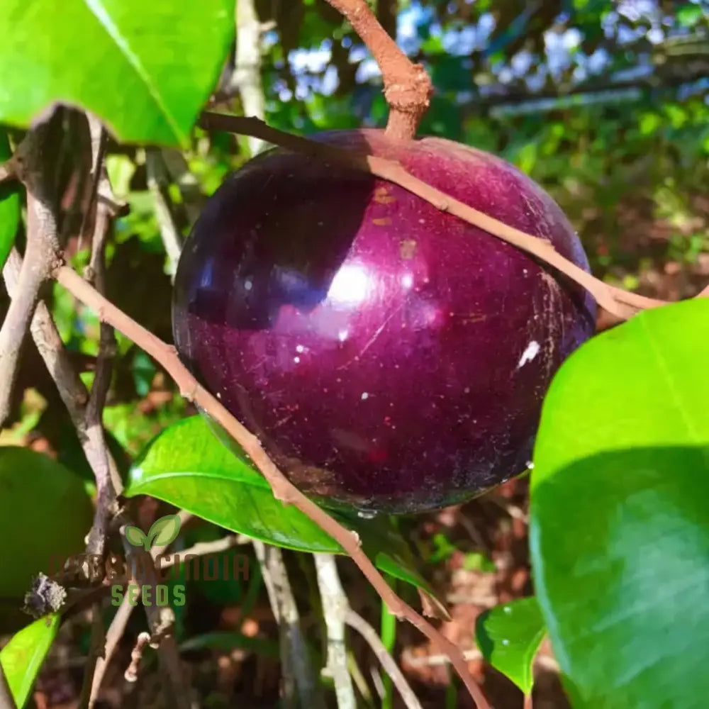 Tropical Star Apple tree seeds for lush garden planting