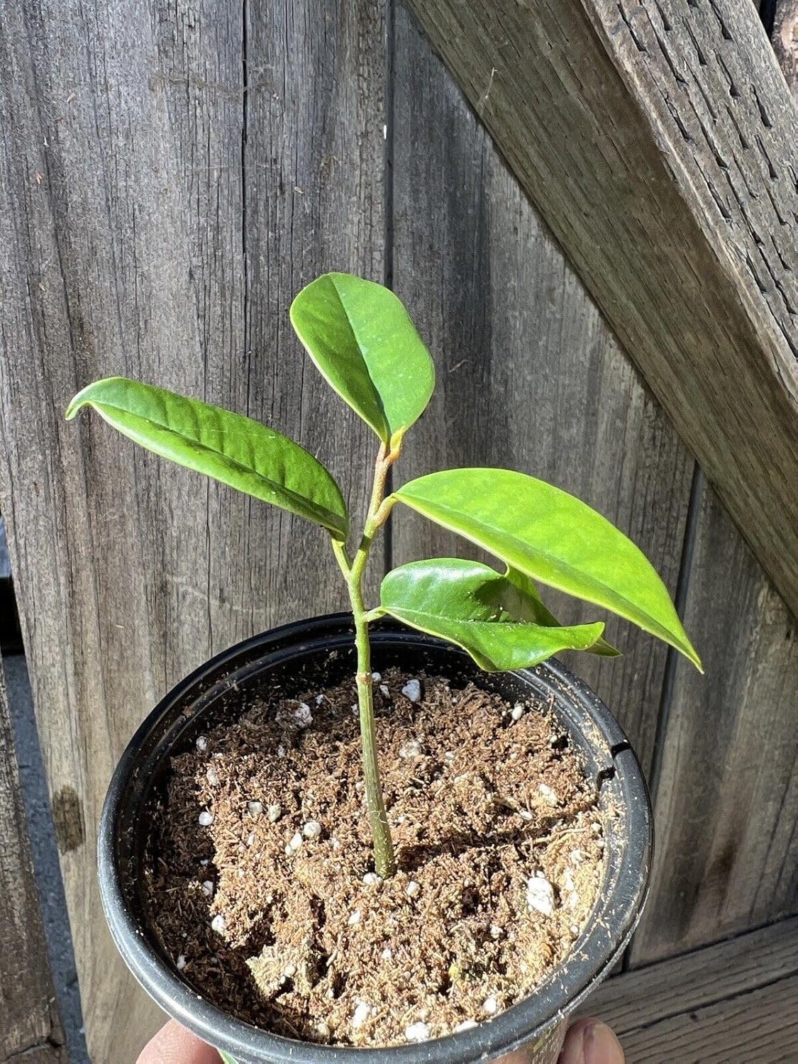 Tropical sugar apple plant seeds for growing creamy sweet fruits