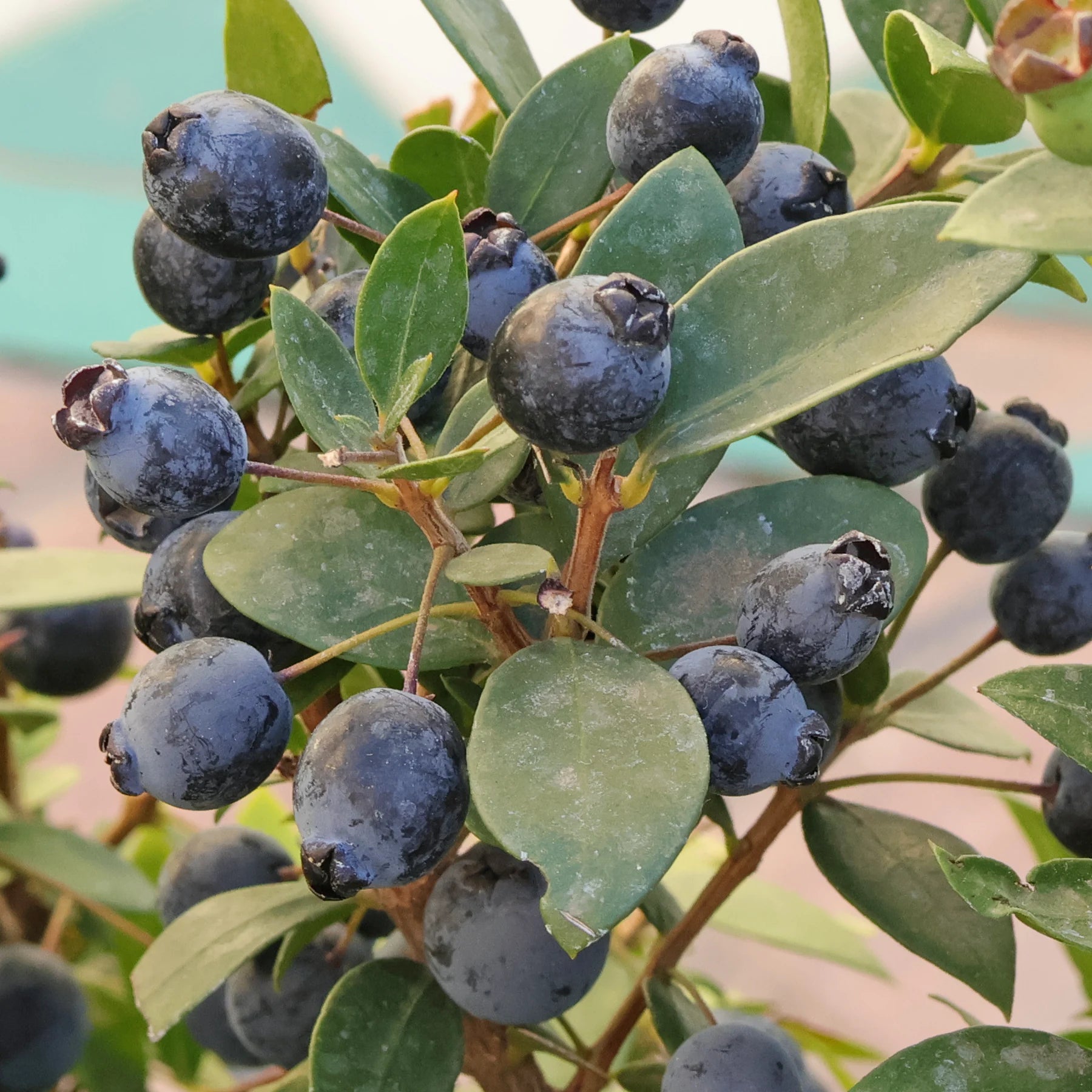 Semillas de mirto verdadero | organicindiaseeds, image size:1800x1800