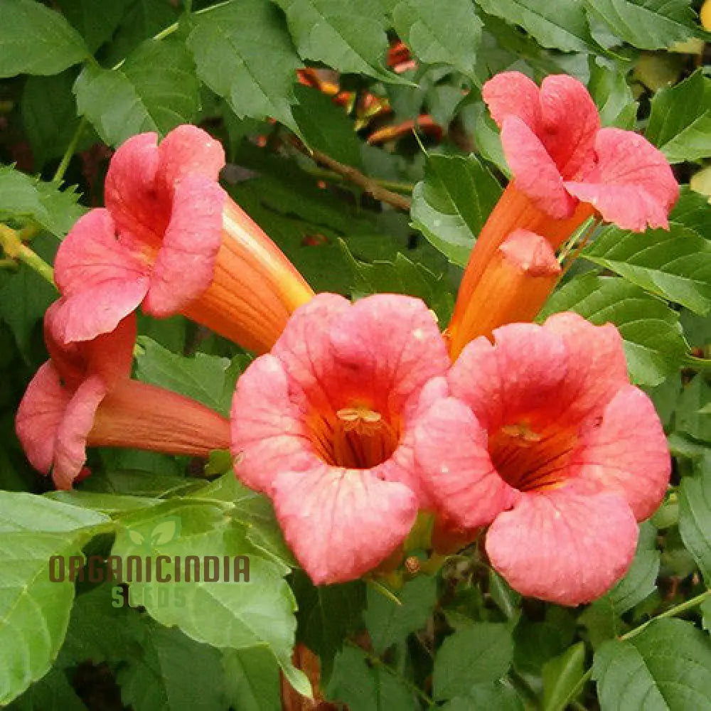 Trumpet Vine Flower Seeds for Strong Climbing Plant Growth