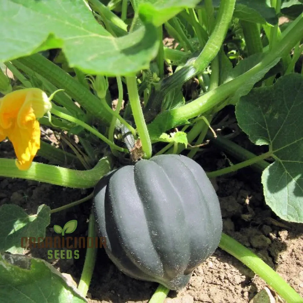 Tuffy Squash Plant Vines Grown from Non-GMO Seeds