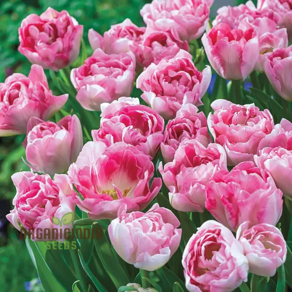 Tulip Angelique seeds for planting elegant pink spring flowers