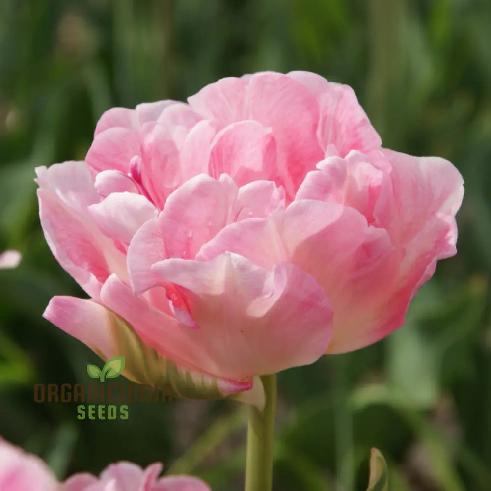 Tulip Angelique seeds grown in pot for garden decoration