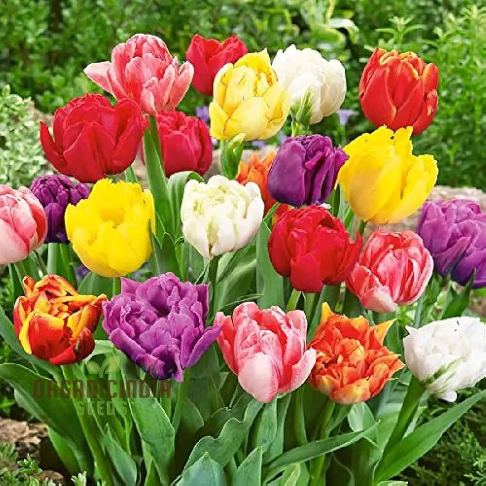 Tulip Flower Seeds Assorted Colors Easy To Grow For Spring Planting Seeds