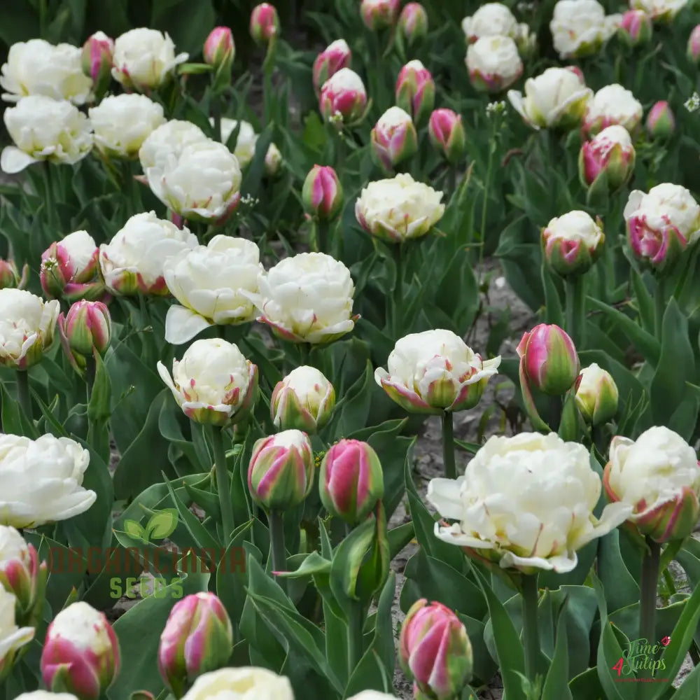 Ice Cream Tulip Variety Seeds for Vibrant Spring Flowers
