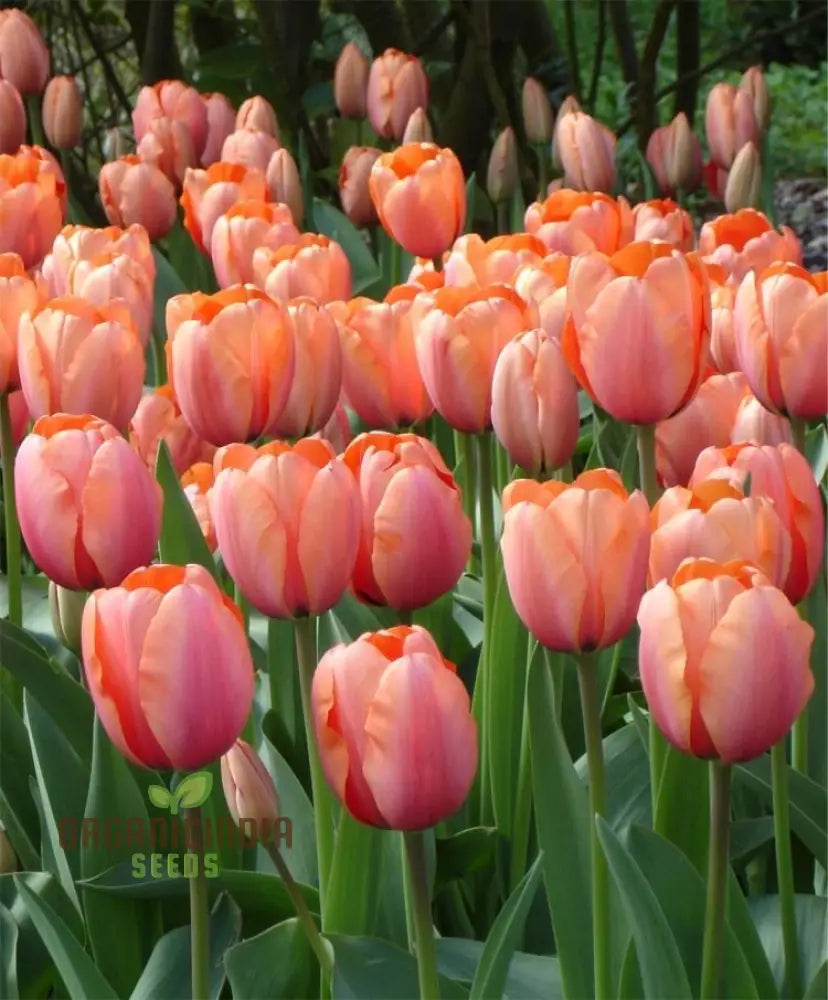 Tulip seeds plant growth stages in outdoor garden