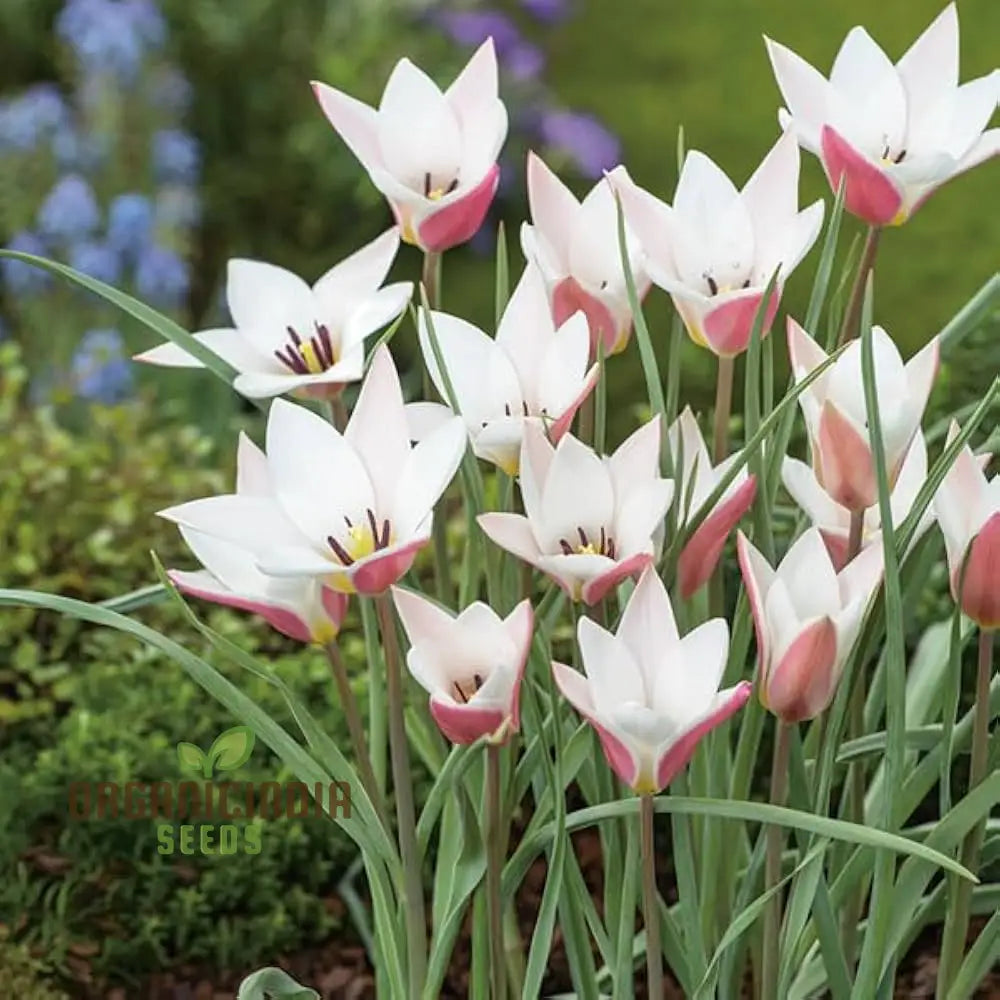 Tulipa Clusiana Lady Jane seeds packet for planting spring tulips