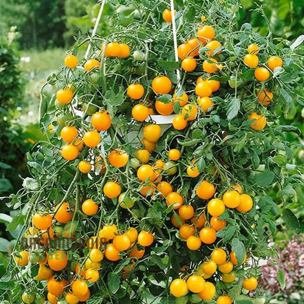 Tumbling Tom Yellow Tomato Growing in Garden from Seeds, High-Yield Trailing Tomato