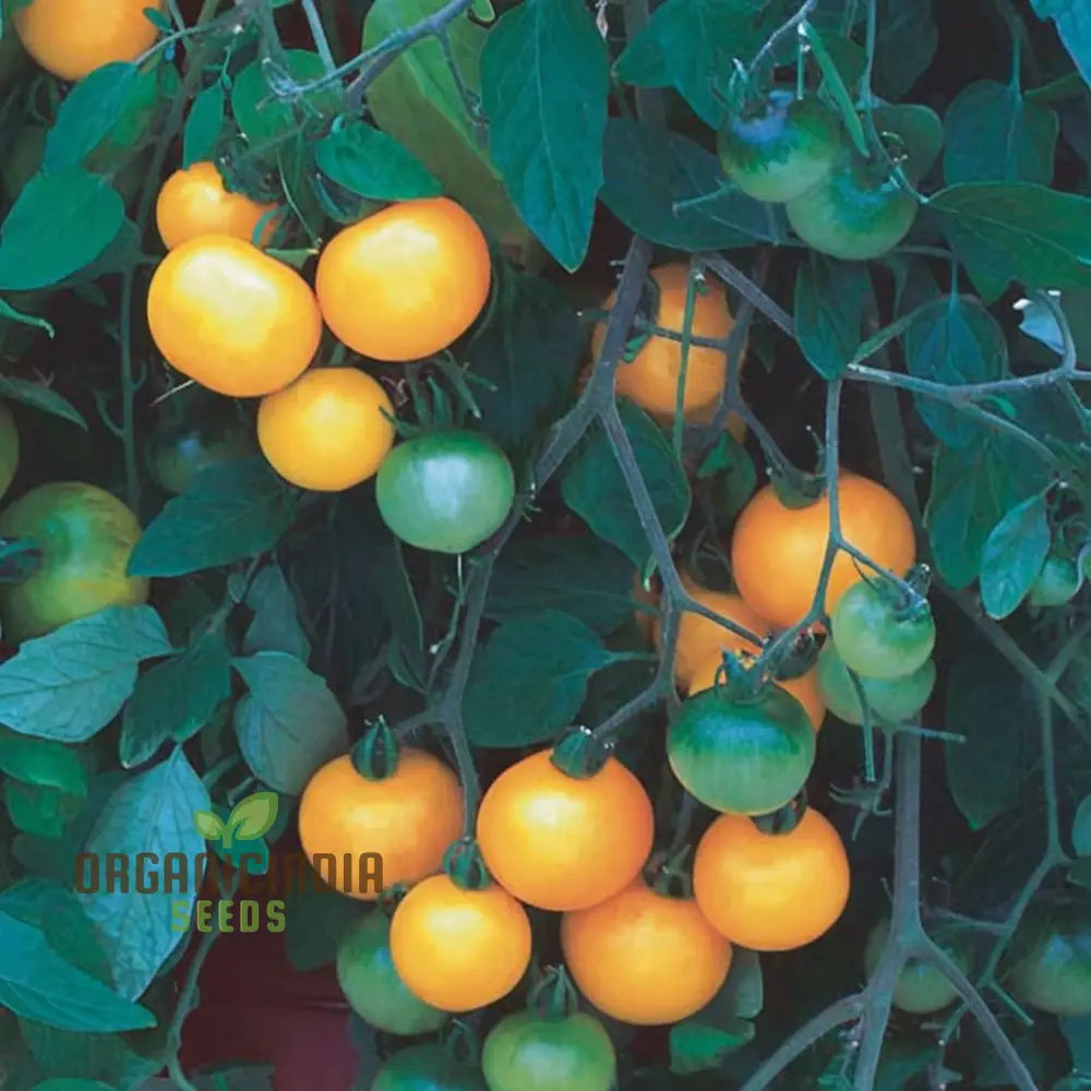 Tumbling Tom Yellow Tomato Seeds for Planting, Bright Yellow Cherry Tomatoes