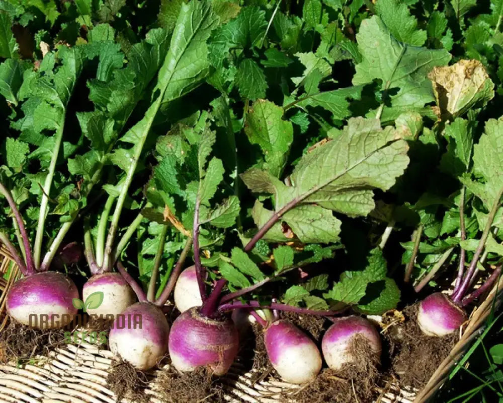 Harvested Milan Purple Top Turnips from Garden, Premium Vegetable Seeds