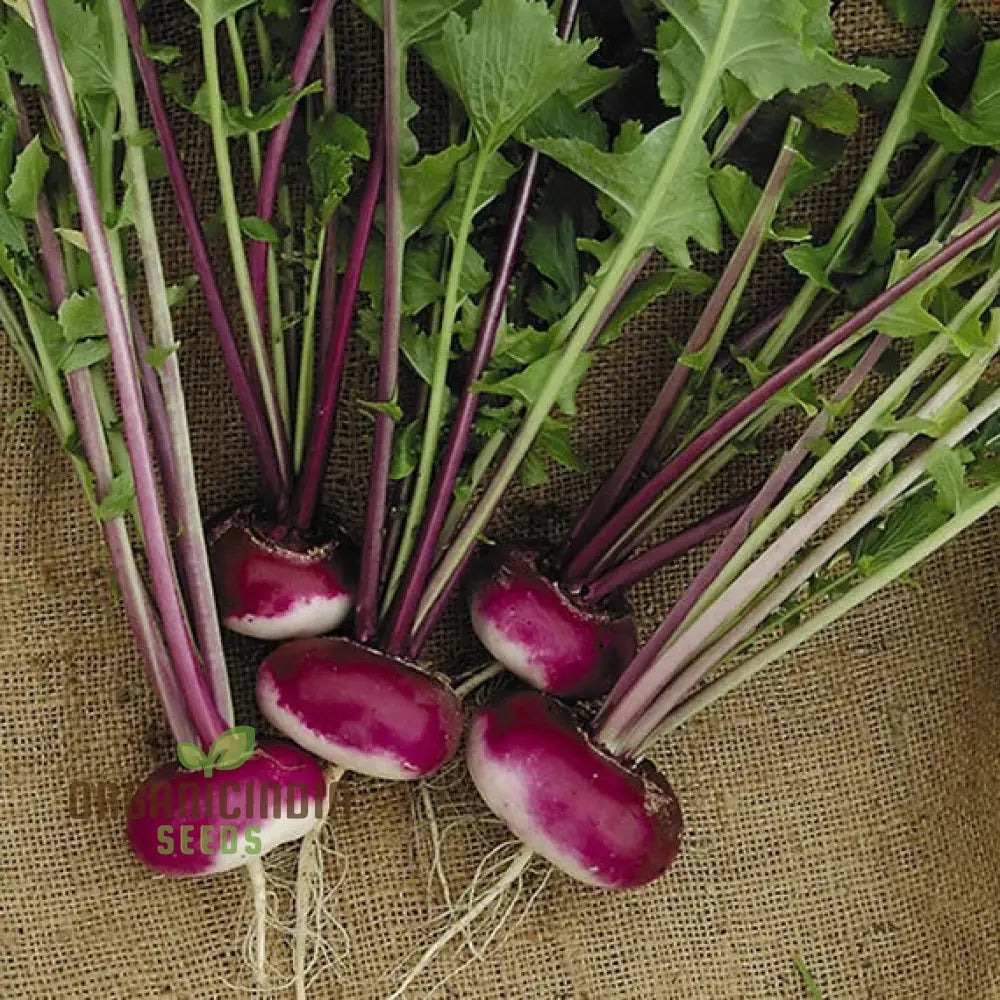 Turnip Milan Purple Top Seeds for Home Garden, Premium Vegetable Seeds