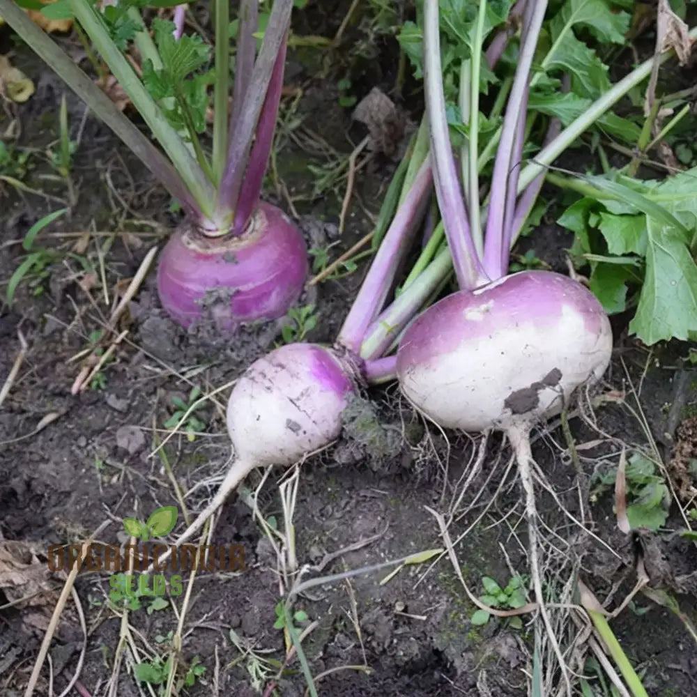 Mature Purple Top Turnip Plant from Seeds, High-Yield Vegetable