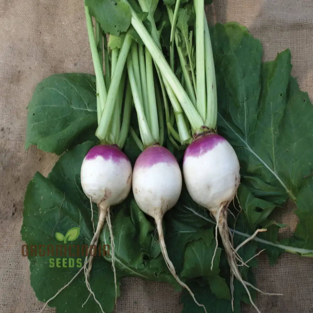 Purple Top Turnip Roots Growing in Garden Bed from Seeds, Home Garden Vegetable