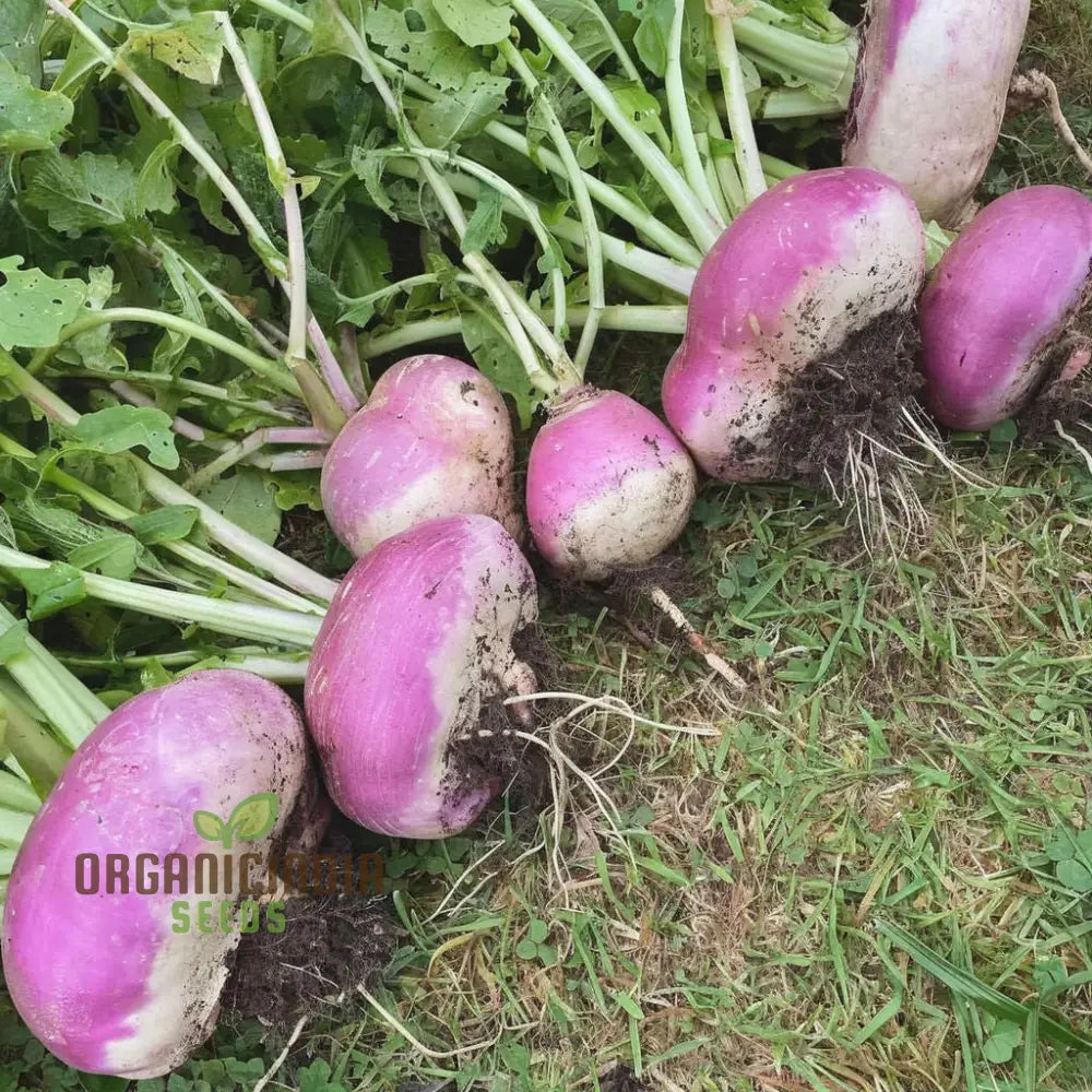 Purple Top Turnip Seeds for Home Garden, Heirloom Root Vegetable Seeds