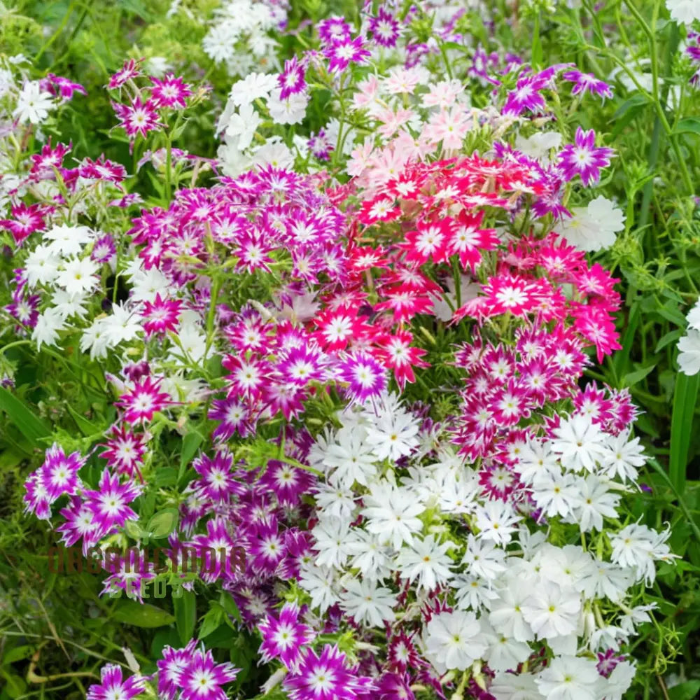 Star-shaped phlox twinkle mixed flowers
