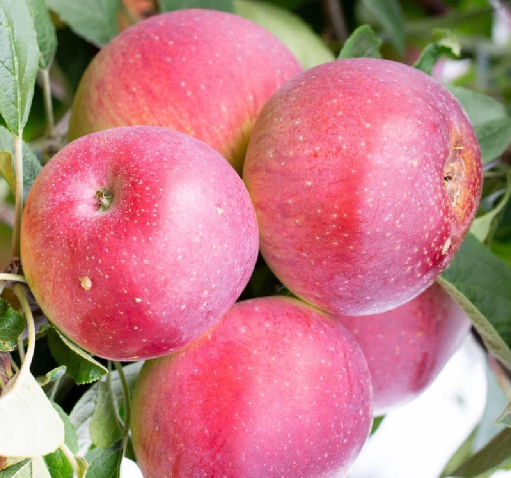 Tydeman’s Early Apple seeds for planting