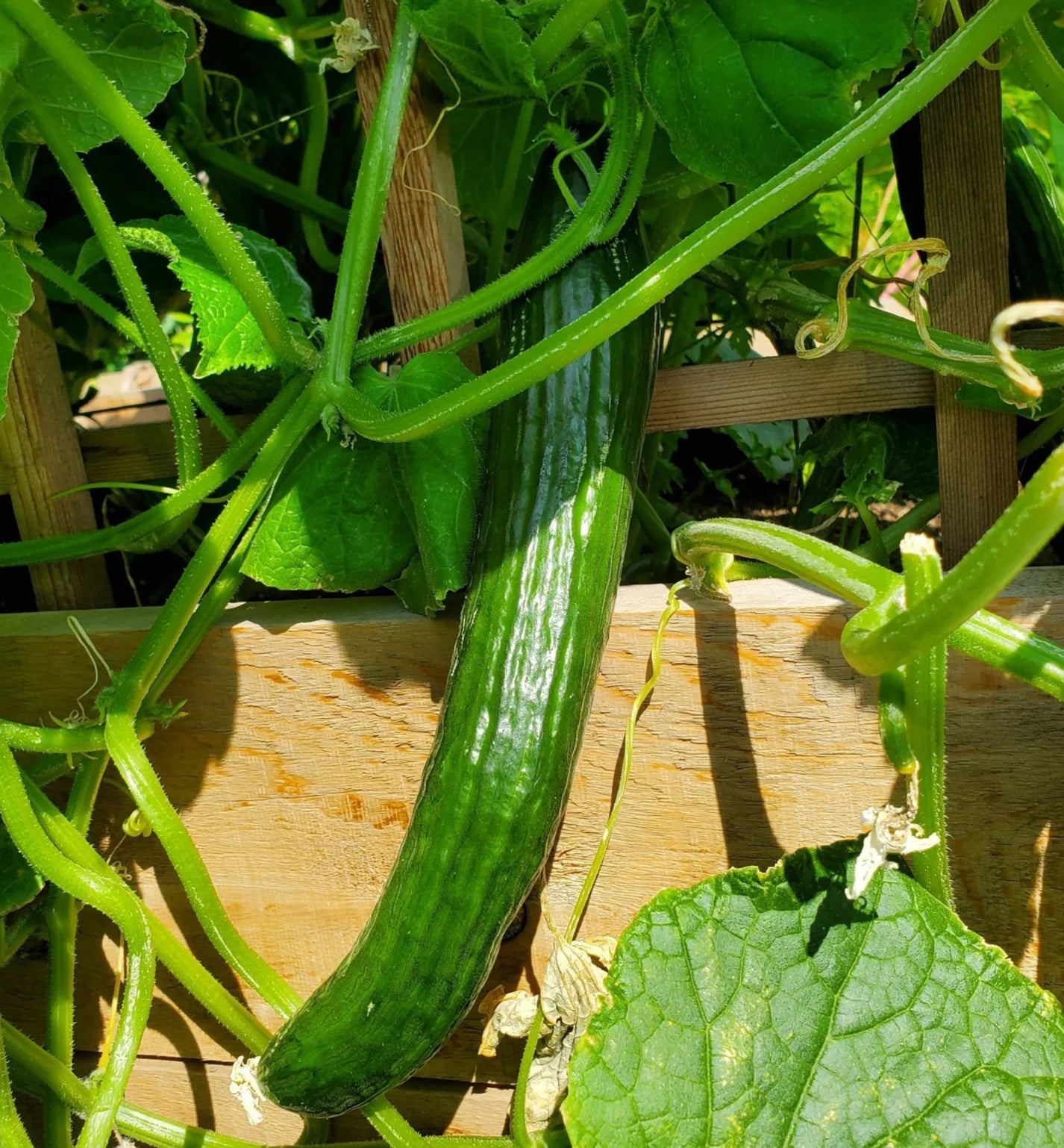 Tyria Cucumber Seedling for Home Garden, Easy-to-Grow Hybrid Seeds