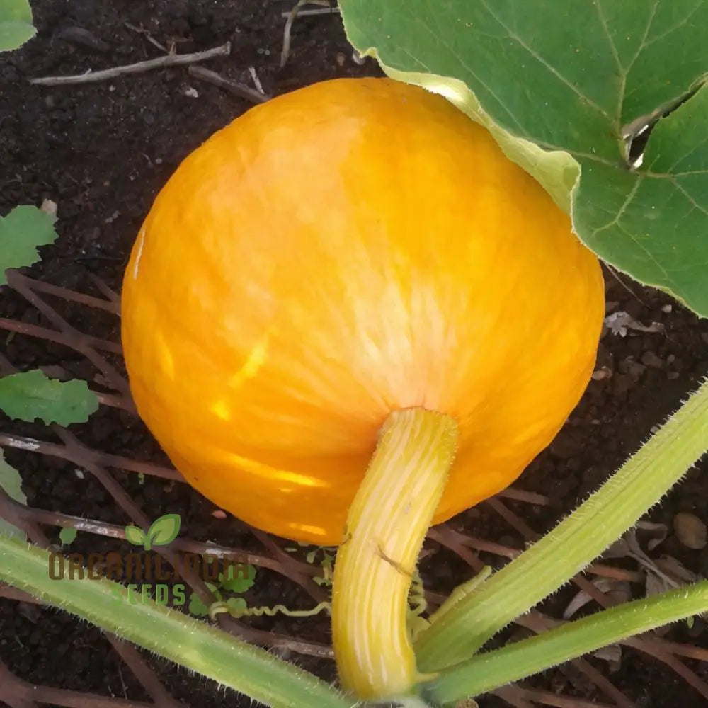 Mature Uchiki Kuri Squash Plant from Seeds, Compact and Flavorful Squash