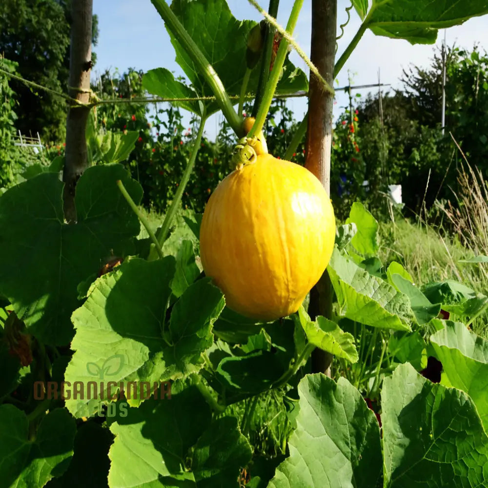 Uchiki Kuri Squash Seeds for Home Garden, Nutty Flavor Compact Squash Seeds