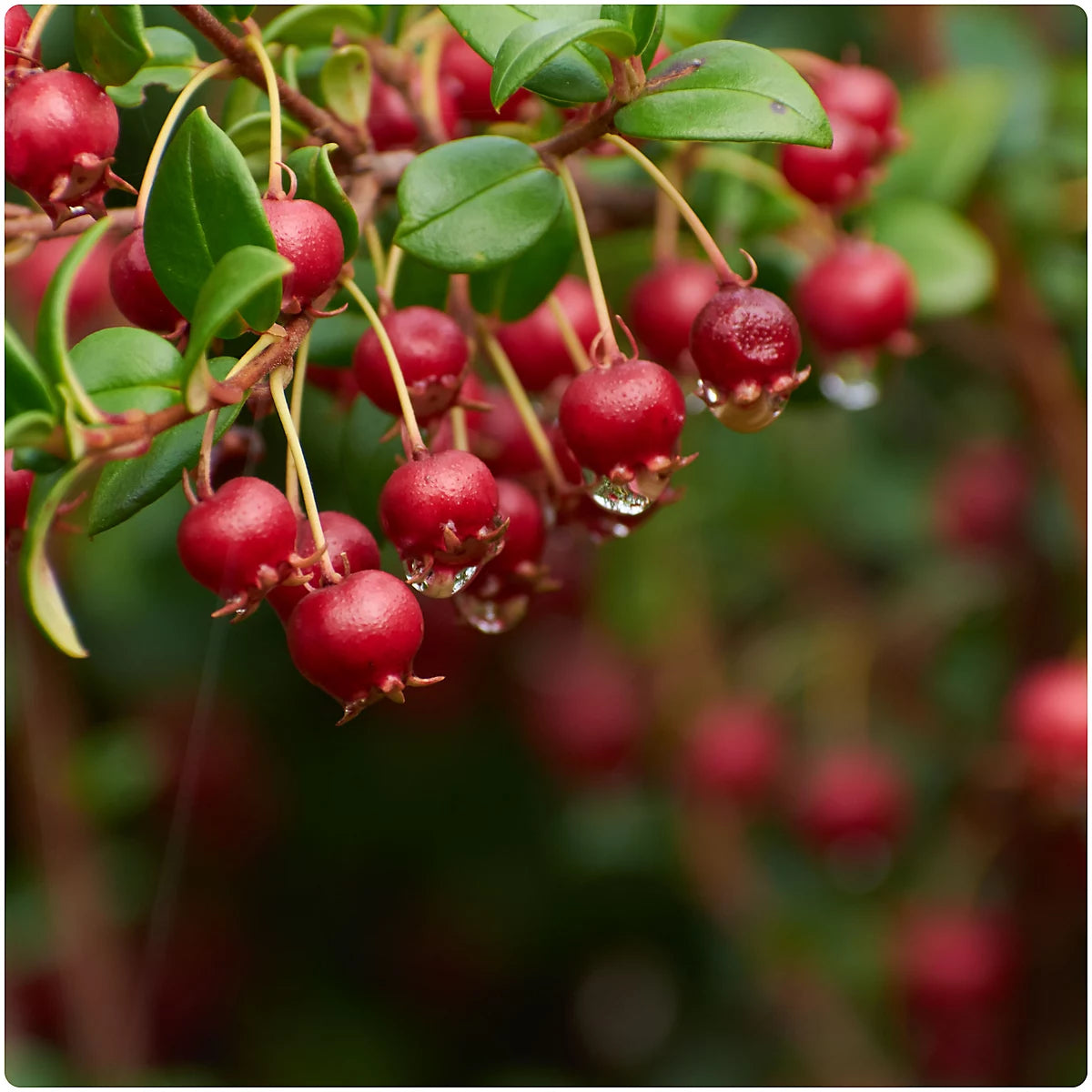 Ugni molinae seeds for planting