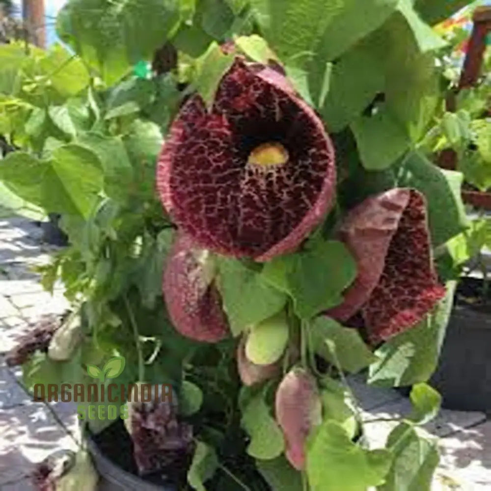 Unique blossom Dutchman’s Pipe seeds ornamental garden vine
