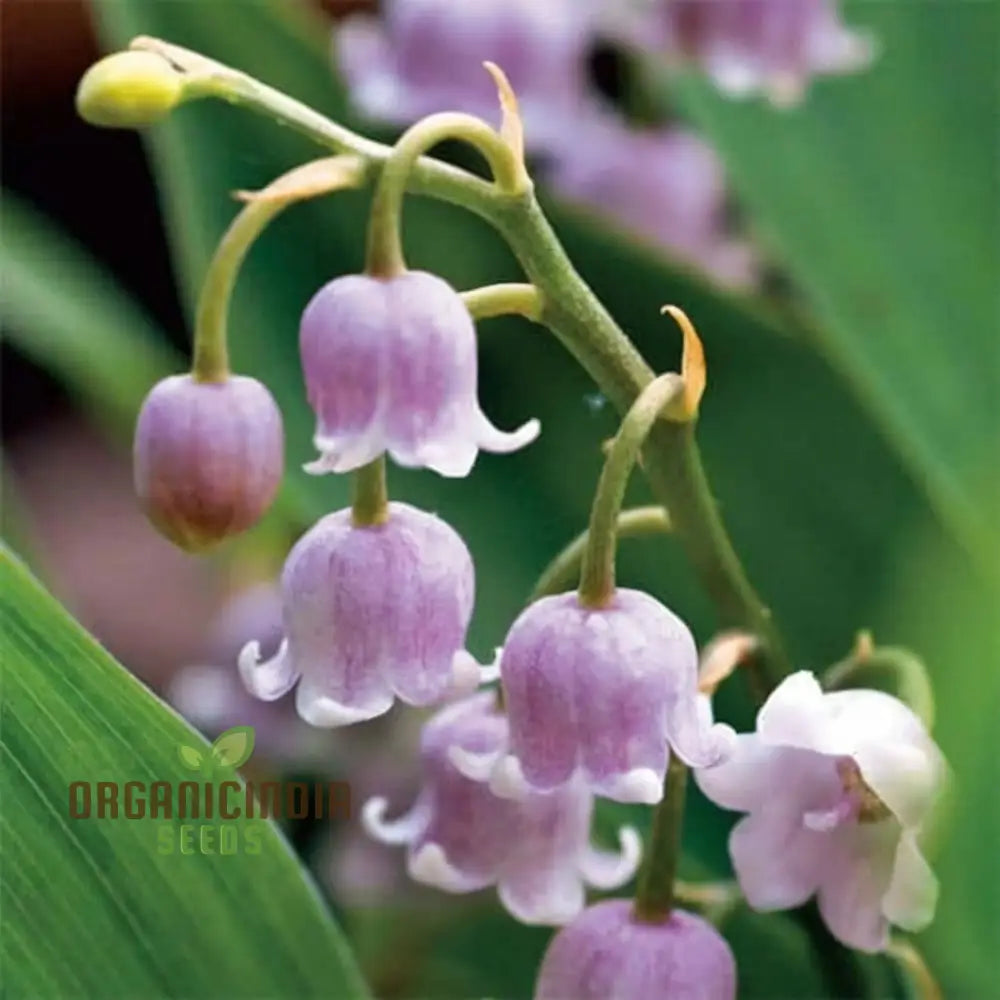 Unique Orchid Bell Flower Seeds for Easy Growing