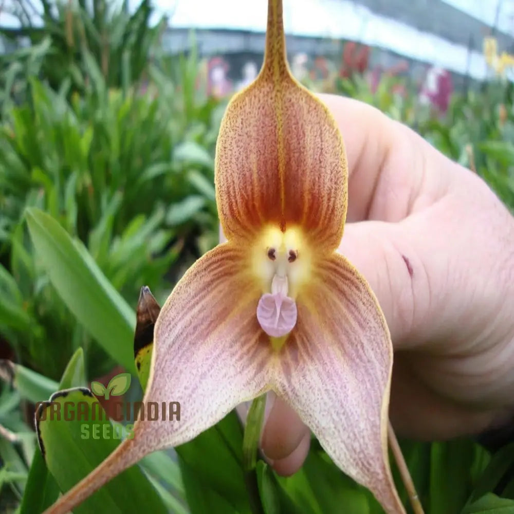 Detailed View of Monkey Face Orchid Flower