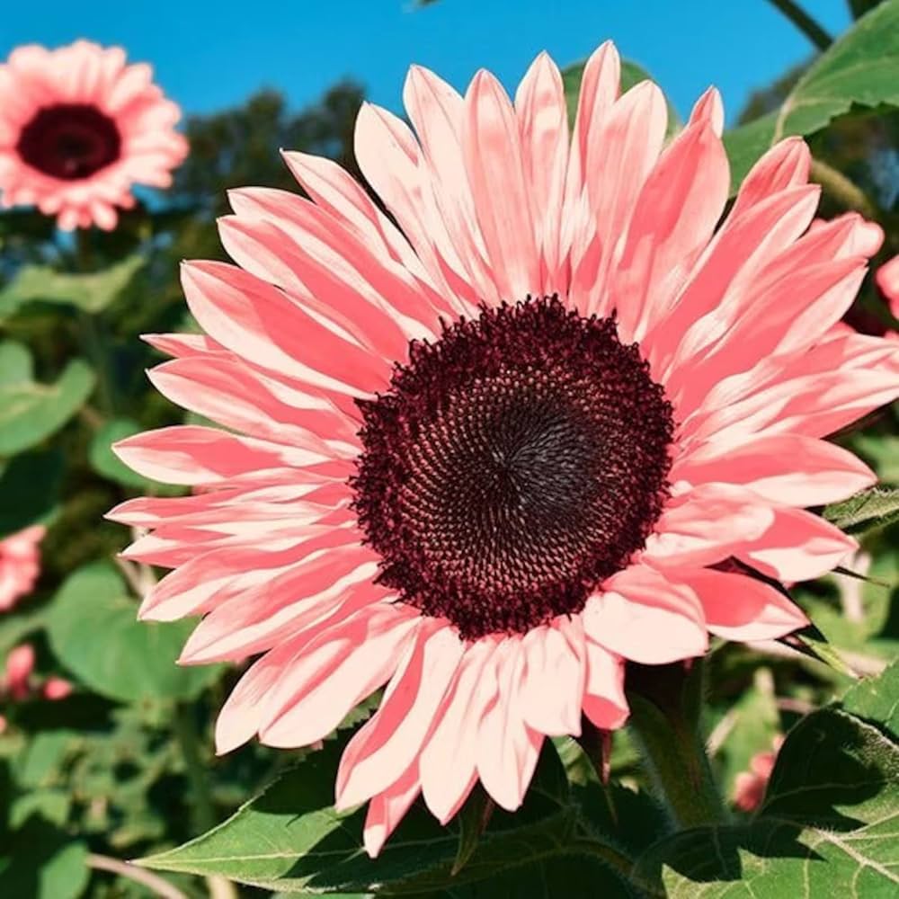 Unique pink sunflower variety for gardens