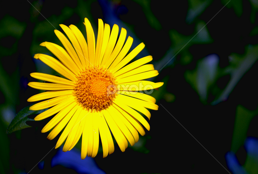 Yellow Aster Flower Seeds , Bright Golden Blooms, Easy to Grow, Non-GMO