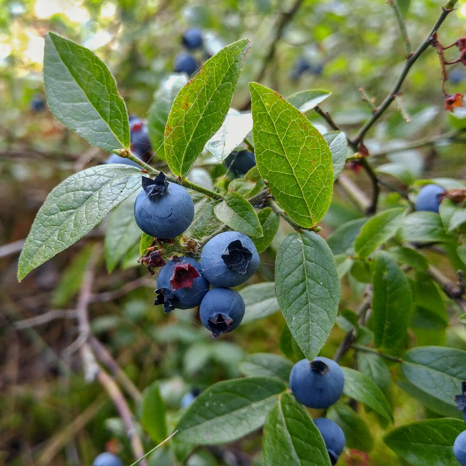Vaccinium angustifolium seeds growing into blueberry plants
