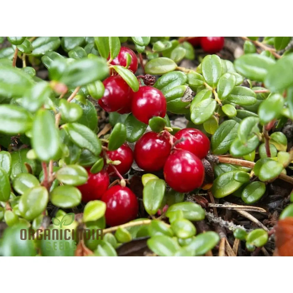 Vaccinium macrocarpon seeds for growing cranberry plants