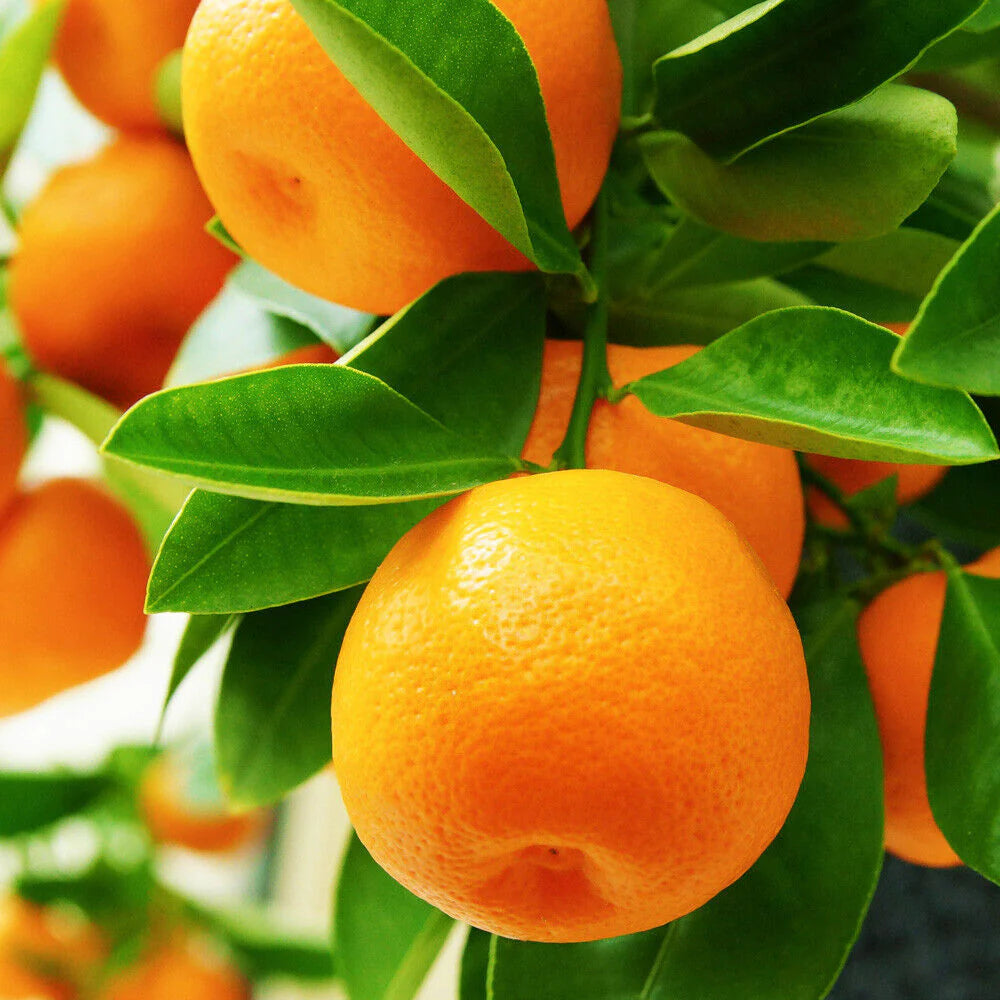 Healthy Valencia orange seedlings sprouting from seeds